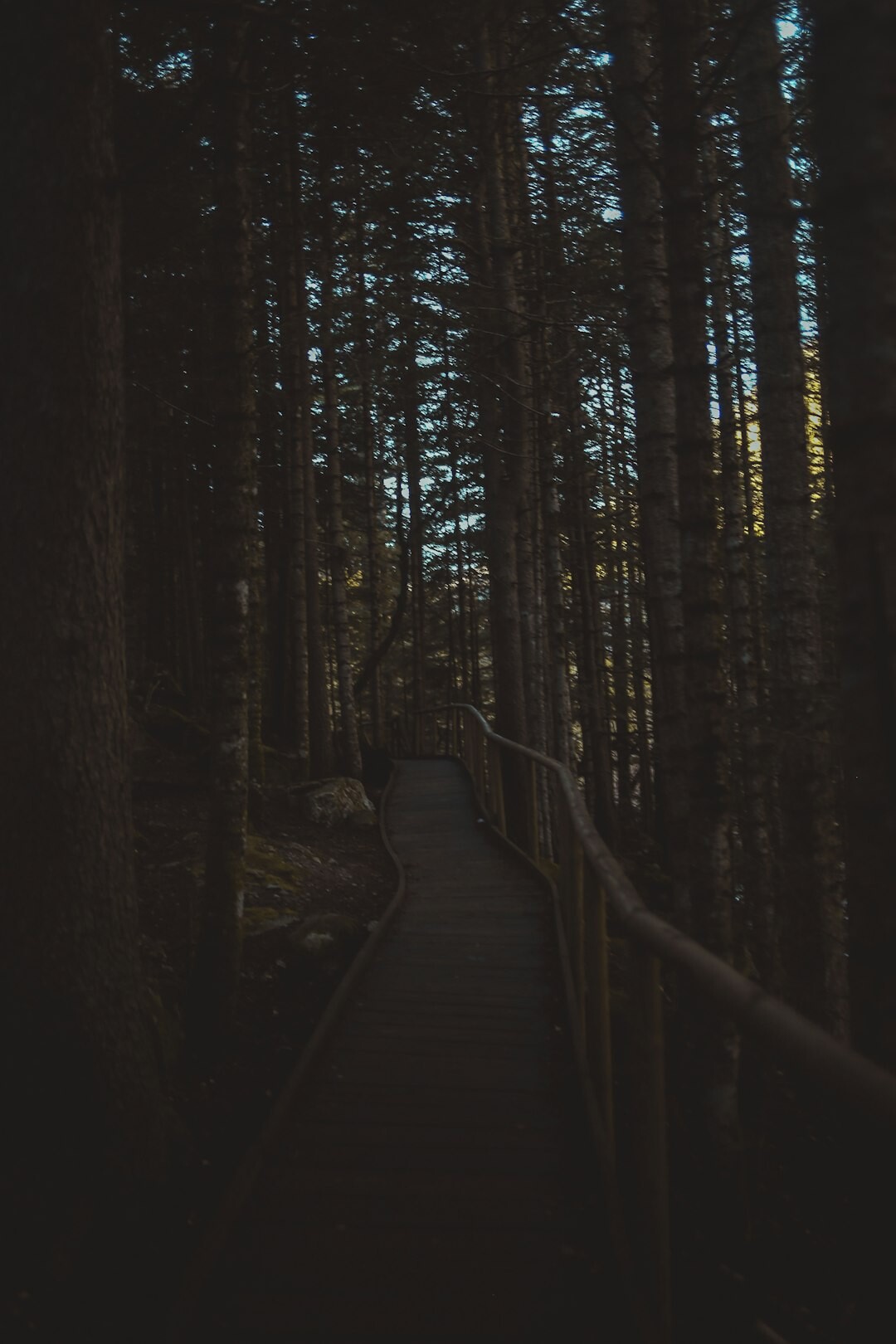 dark forest path